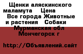 Щенки аляскинского маламута  › Цена ­ 15 000 - Все города Животные и растения » Собаки   . Мурманская обл.,Мончегорск г.